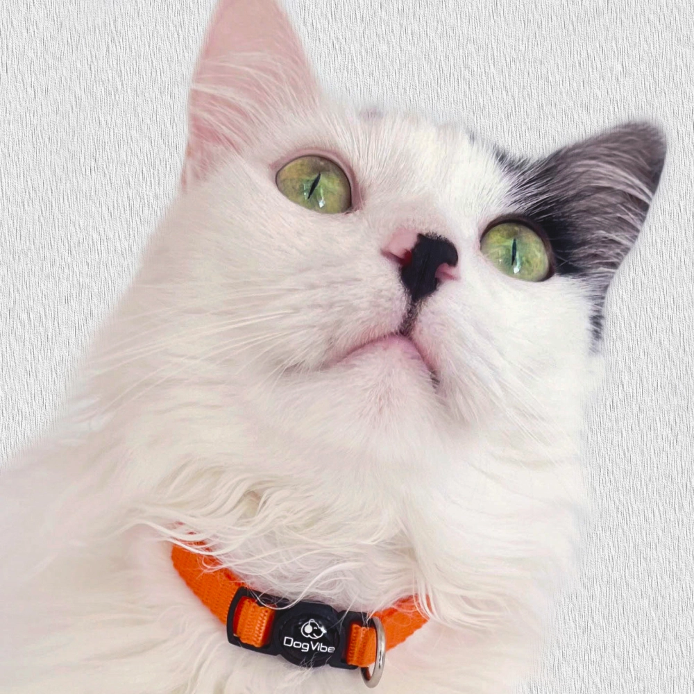coleira Coleira para Gatos Colors - Imagem 3