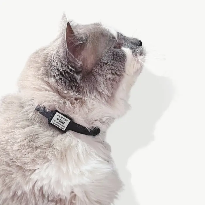 Tag de Identificação para Gatos Nome e Telefone - Clip Tag - Imagem 1