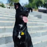 Tag de Identificação Tsuru - Imagem 3