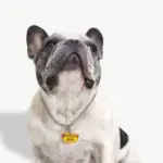 Tag de Identificação Hot Dog - Imagem 3