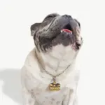 Tag de Identificação Panqueca - Imagem 3