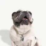 Tag de Identificação Refri - Imagem 3