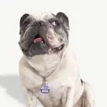 Tag de Identificação Ice Cream - Imagem 3