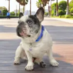 Tag de Identificação Crystal - Imagem 2
